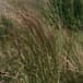 Billboard bid blocked over Chilean needle grass risk
