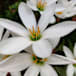 Flower farm manager fined for chemical misuse