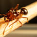 Be alert for red imported fire ant