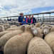 National price record topples in our biggest sheep sale yet