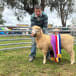 Lamb sashed Supreme Exhibit of Bedgerabong sheep show