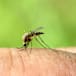 Mosquito-borne viruses detected in region