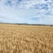 Close results in 2024 Grenfell Crop competition
