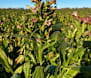 ATO, police seize North East tobacco crop