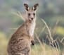 Big fine stands for kangaroo cruelty