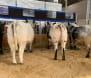 Local speckle park beef shines at Sydney Easter Show