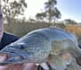 The best rods, reels, line and lures for big Murray cod