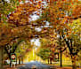 Council moves on heritage status to Bright's avenue of trees