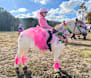 Pony club sees pink in the name of fundraising