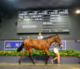 Local stables rake in the cash at Magic Millions
