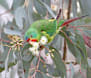 From Tasmania to here: swift action needed