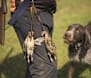 Bird flu restrictions now include hunters