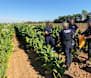 Up in smoke - regional Victoria targeted