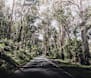 Locals leading the way through timber transition
