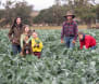 Forces combine to shield vegetable industry from exotic pest threats