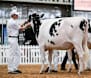 Representing Victoria in dairy judging on the national stage