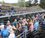 Angus steers reach $1400