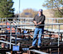 Cooma cattle sale prices