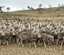 Merino lambs reach $296/head