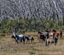 Parts of KNP to close