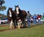 Precision, horsemanship on show at Golden Plough