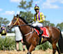 Record crowd, thrilling finishes for Dubbo Gold Cup