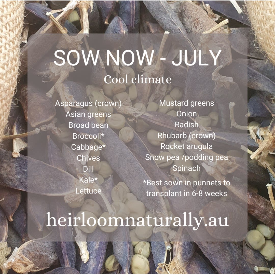 Vegetables to sow in July
