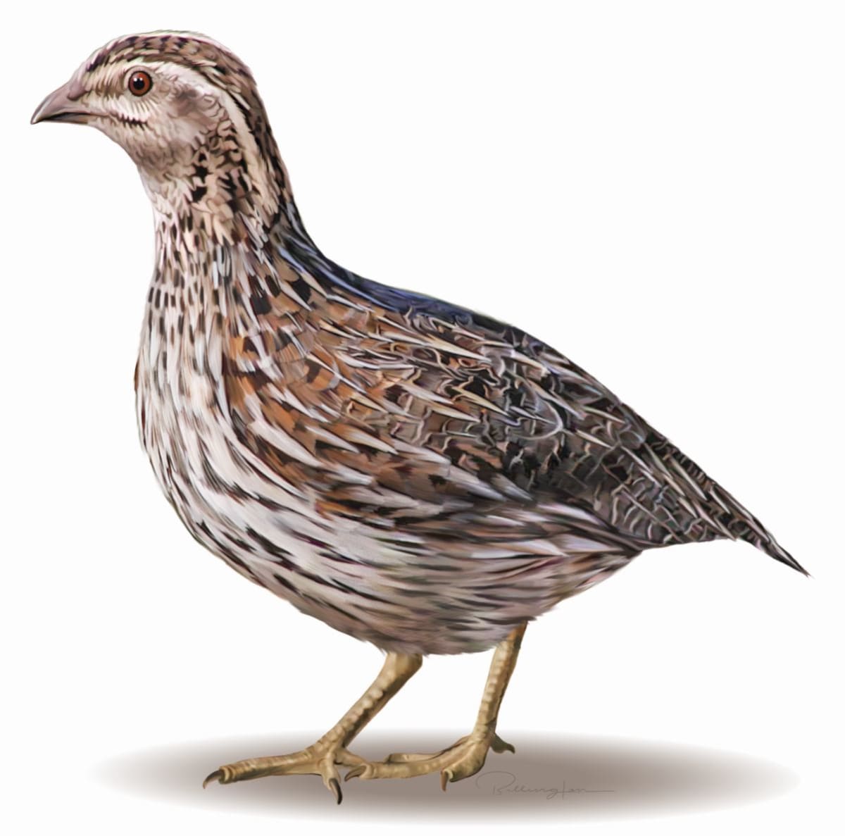 Quail 2022