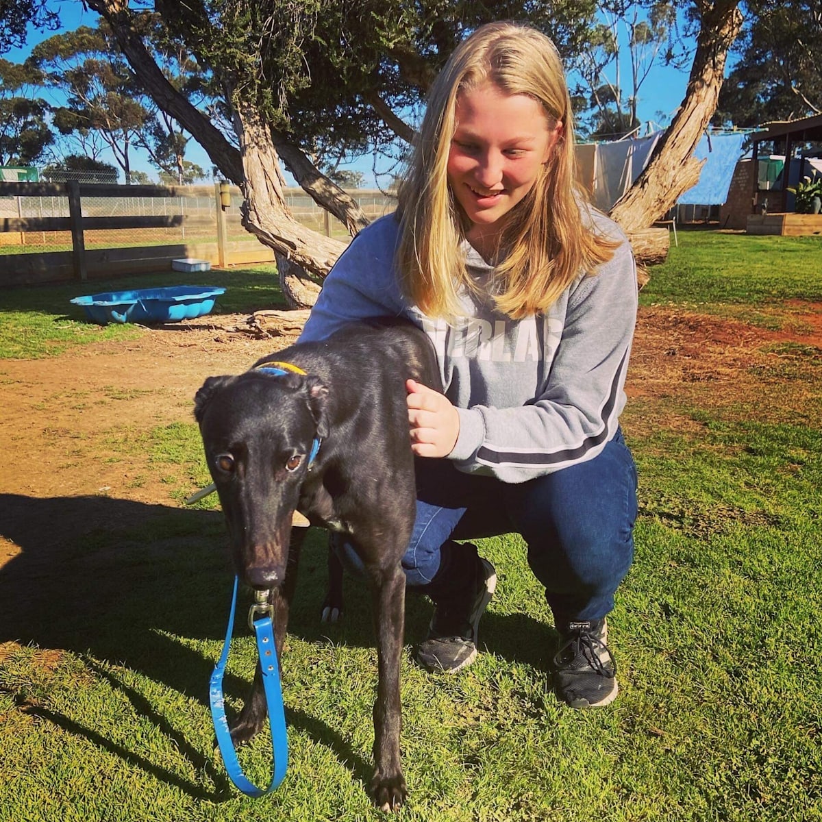 Dog deaths may be victim of contaminated pet food