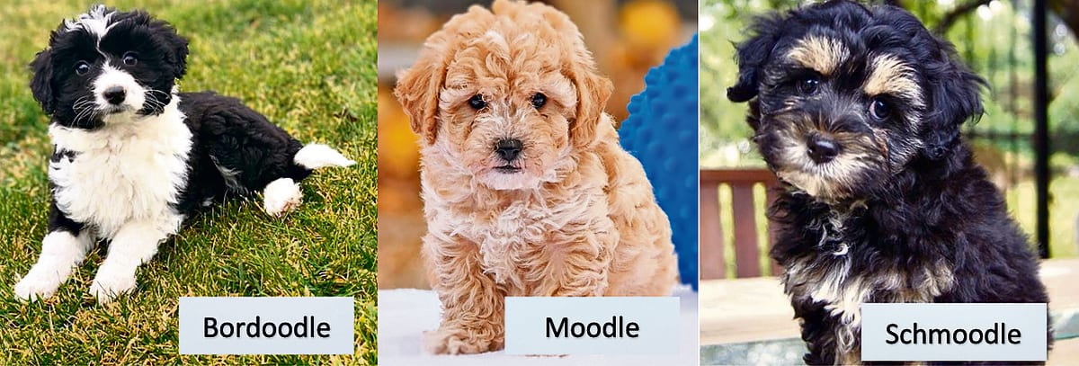 The meteoric rise of the 'oodle' — and other cross-breed dogs