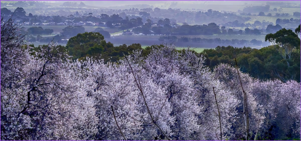 Almond Blossom Festival a huge success