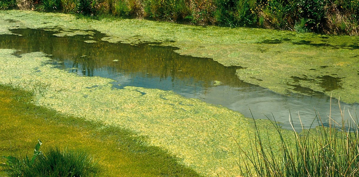 Potential for fish kills and emergence of bluegreen algae