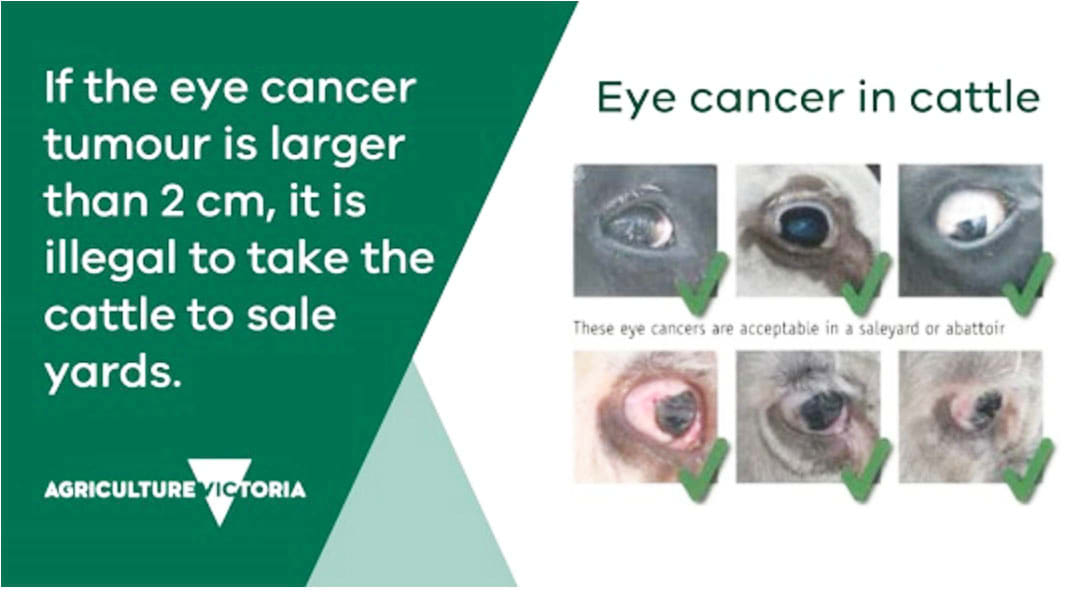 Eye Cancer in Cattle — Know the Responsibilities