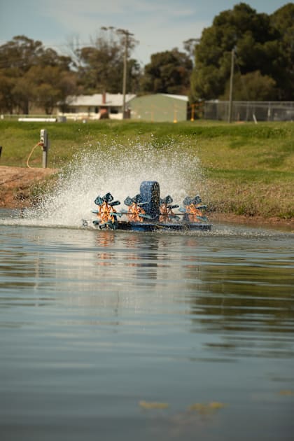 Cod spawning success