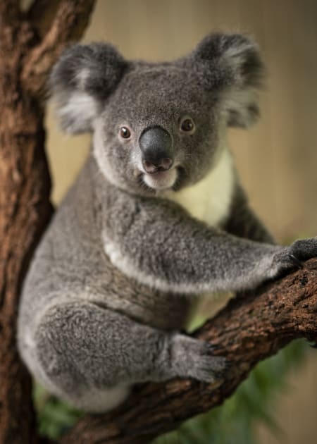 Help plant trees for koalas Help plant trees for koalas