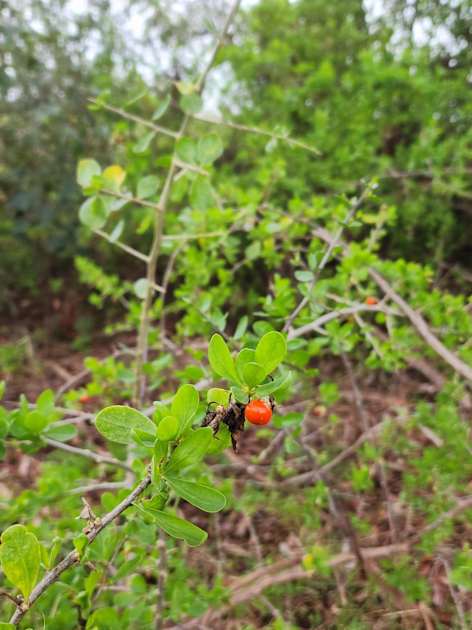Help combat invasive African boxthorn