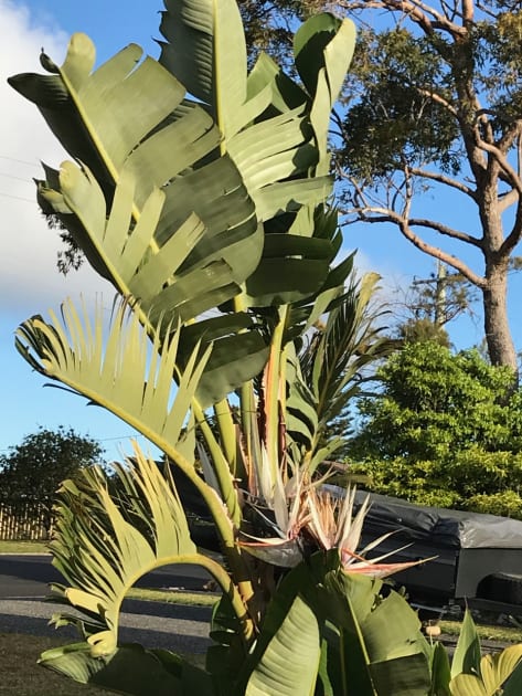 Giant bird sales of paradise