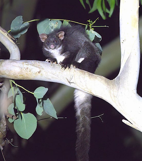 Balancing act the greater glider and fire
