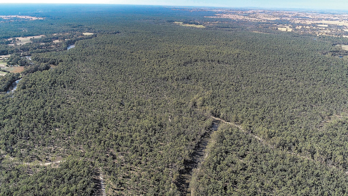 Timber Industry Chopped