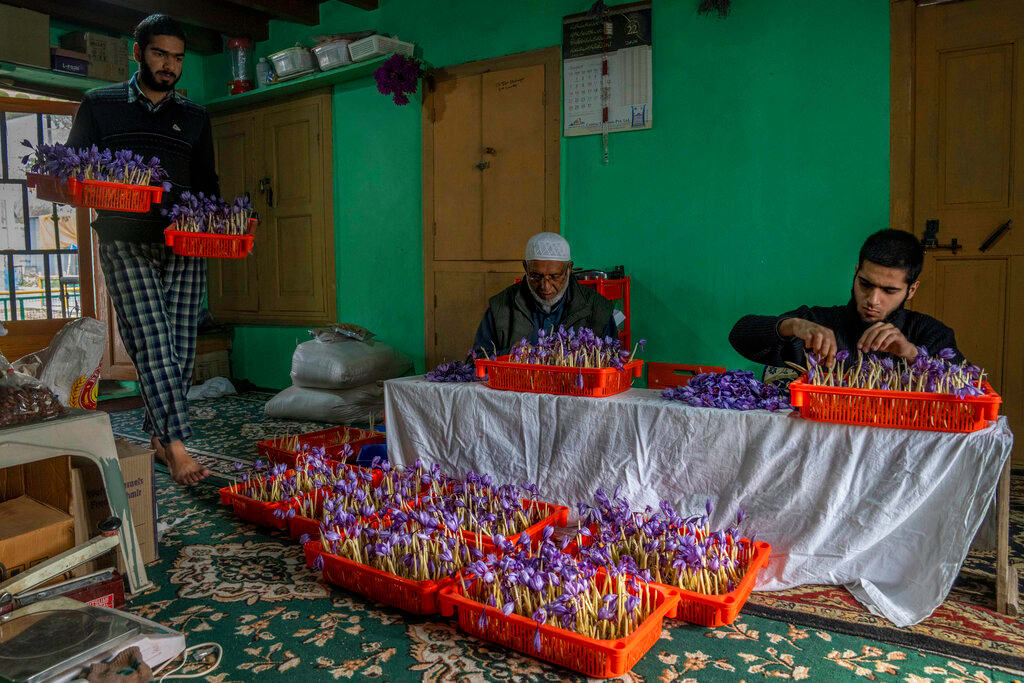 Taking saffron growing indoors