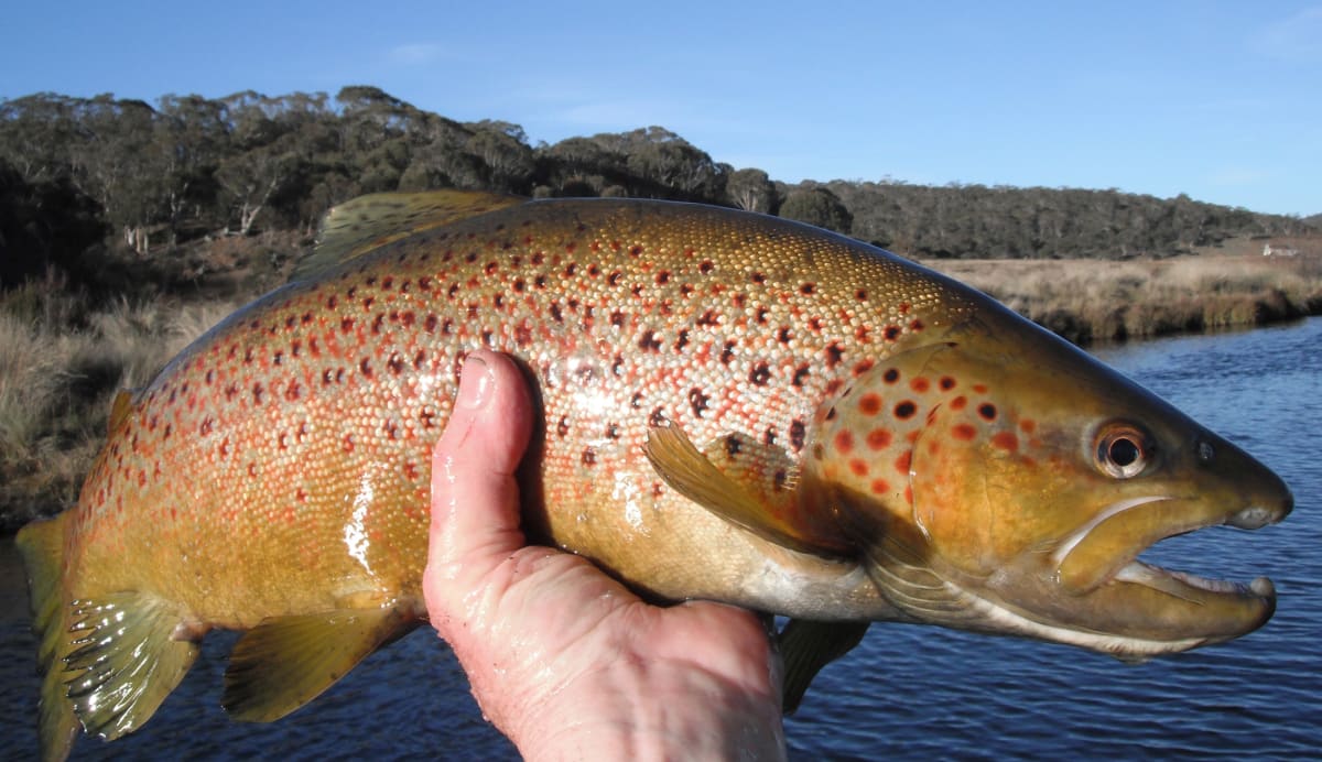 Trout Festival Celebrates 50 Years