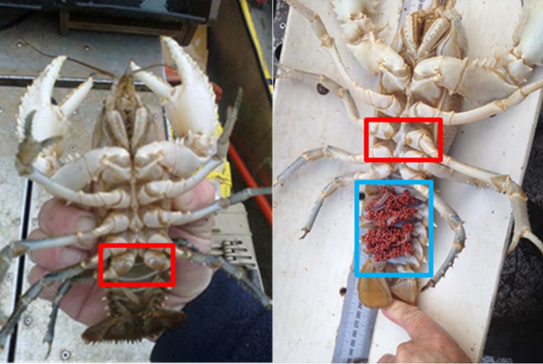 Spiny freshwater crayfish research in Ovens River
