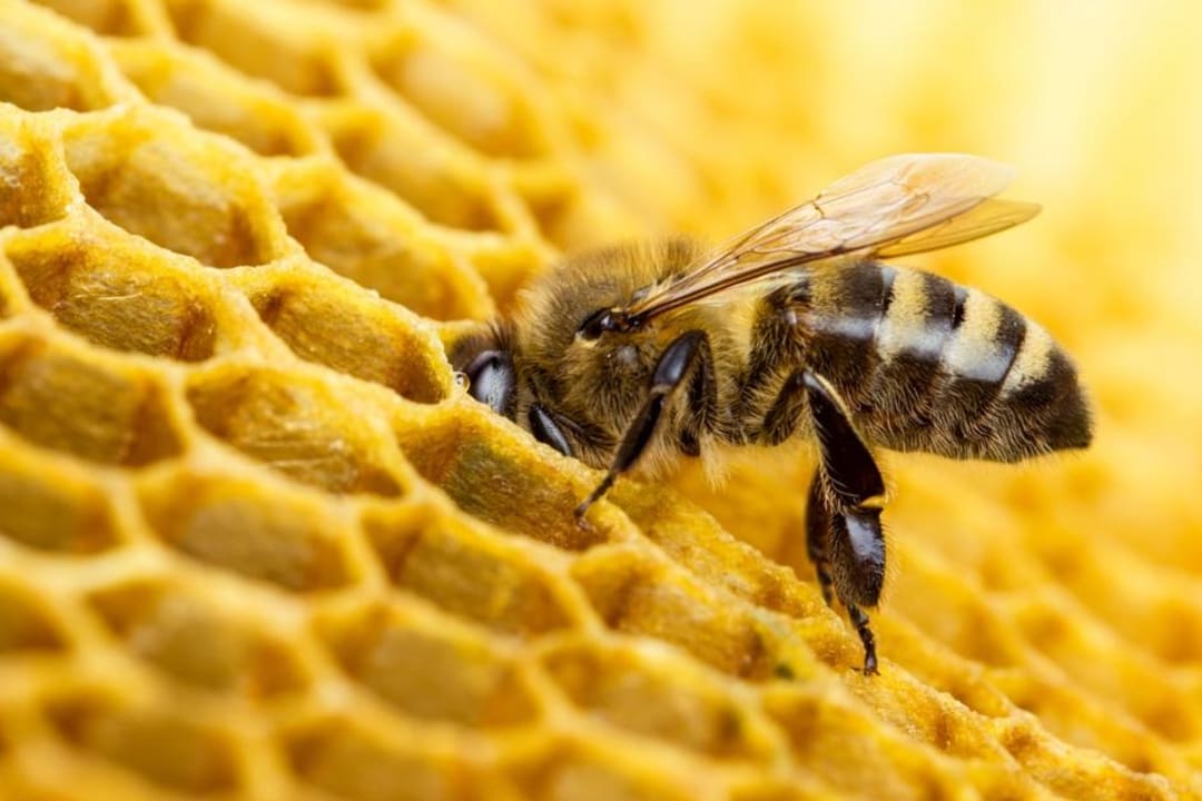 The sweet science of honey: Exploring the health benefits