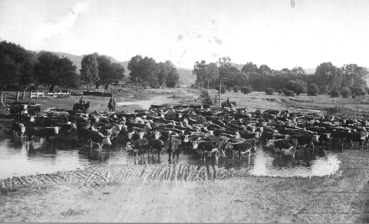 Recalling the early saleyards