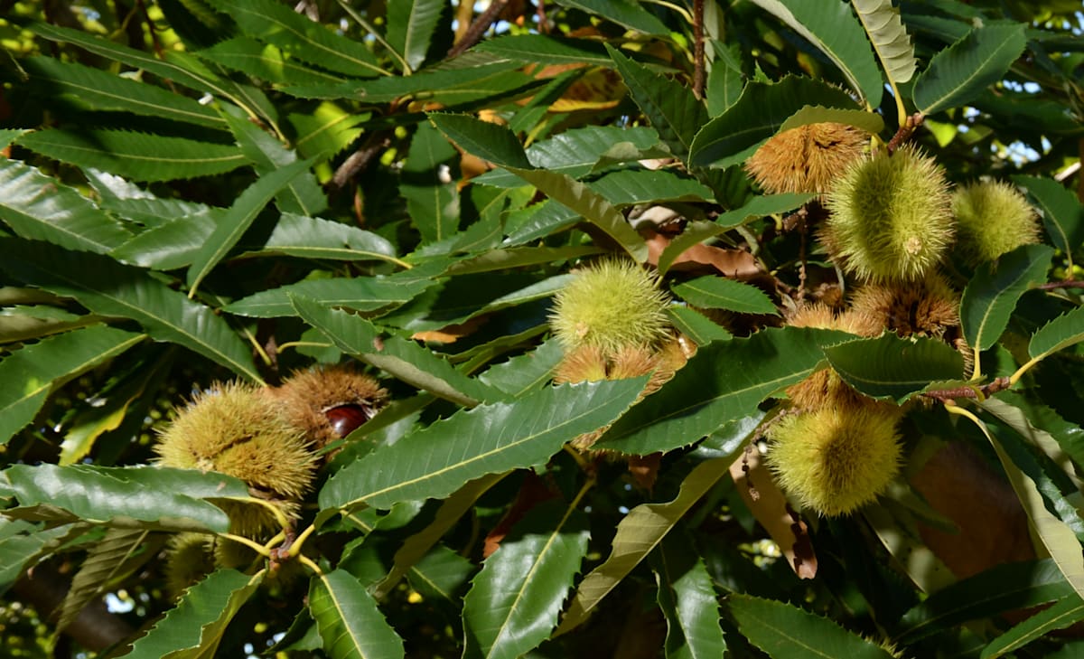 Nut growers to gather in Wangaratta for national conference