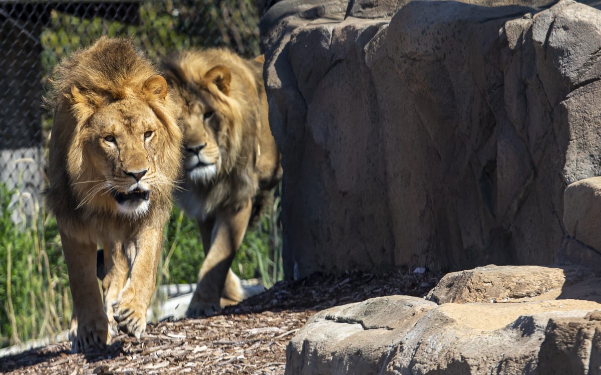 Probe into Taronga Zoo lion escape