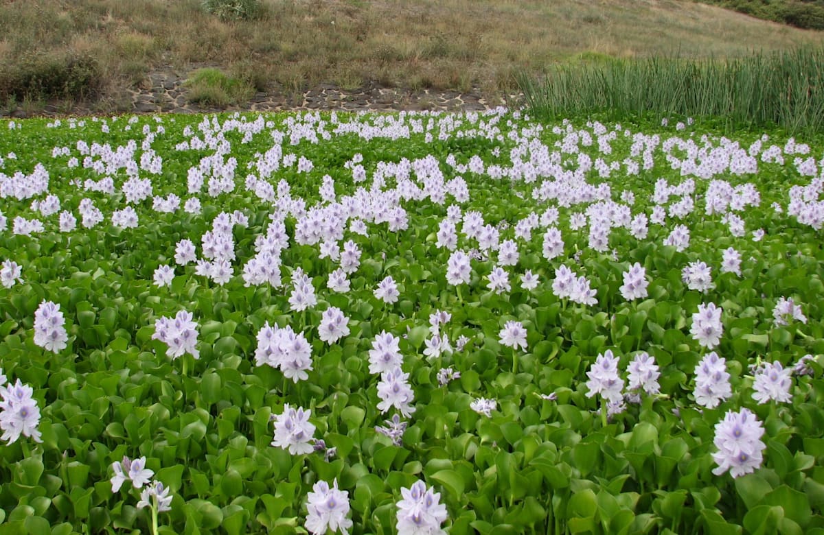 Water hyacinth warning