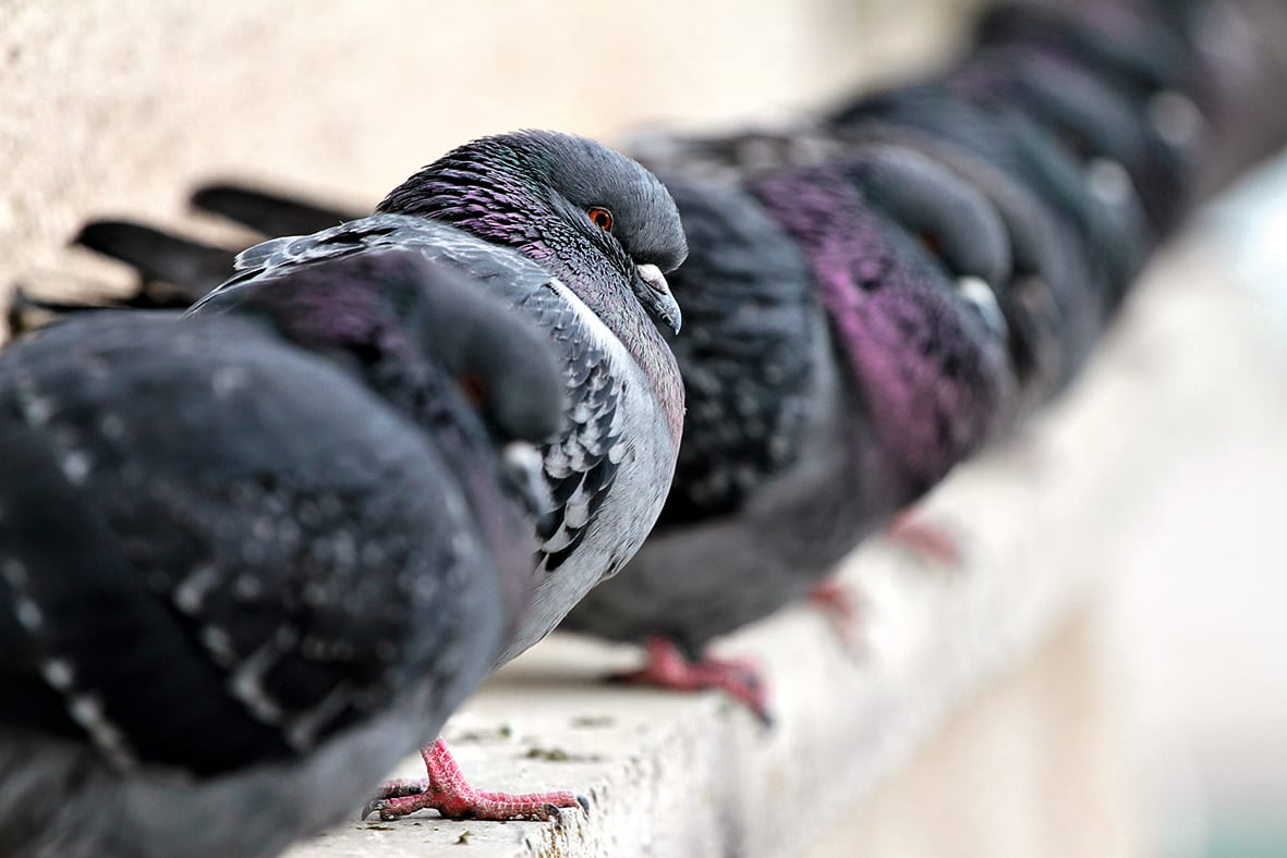 Pigeon invasion of increasing concern