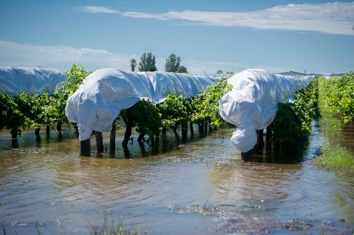 Sunraysia grape growers keep watch on humidity risk