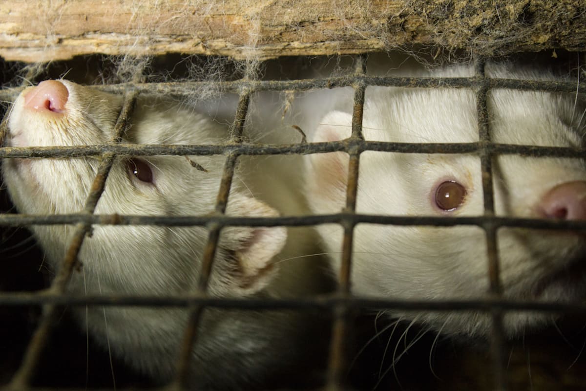 Heard About That Mutant Mink Virus? Don't Panic Newsroom